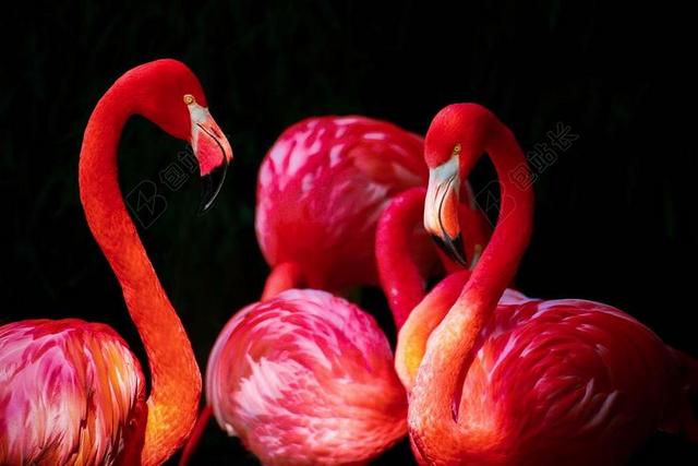 火烈鸟 PHOENICOPTERUS