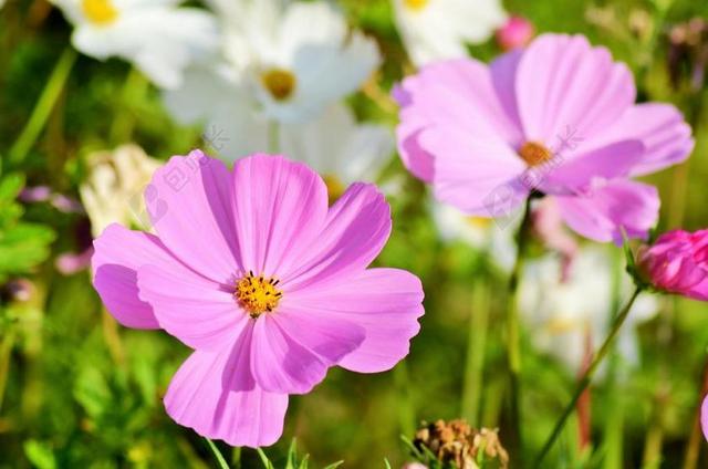 宇宙 鲜花 性质 花园 波斯菊粉红色 夏季 夏季花卉 颜色