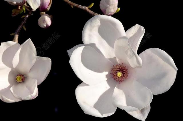 玉兰 玉兰花 玫瑰花朵 芽 郁金香 玉兰 木兰科植物 春天