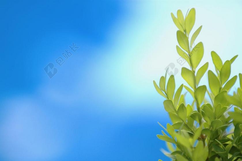 摄影清新绿色植物背景图片