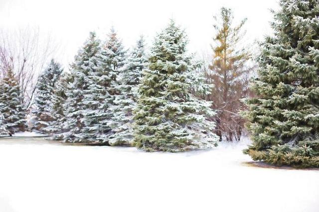 松树 常青树 雪松树 冬天 雪 树 枝杈 圣诞节 松 森林