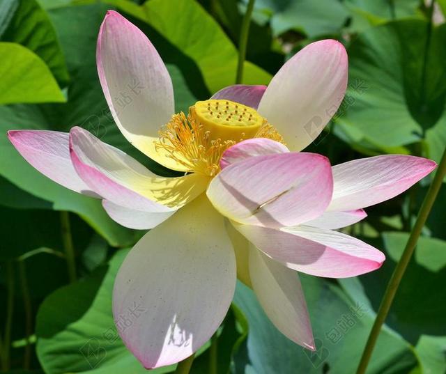 印度莲花 荷花 莲花 菡 睡莲 水生植物 池塘 盛开 植物群