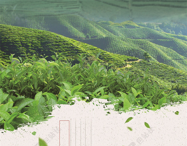 绿色泡茶新茶上市春茶茶叶促销宣传海报背景