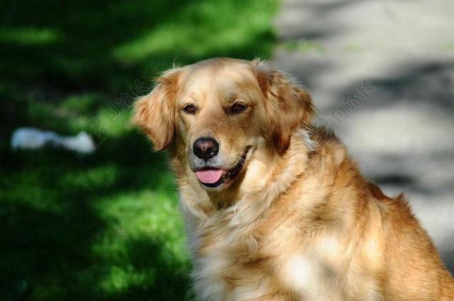 金毛寻回犬 狗 宠物 快乐 家养 纯繁 肖像 友谊 小狗