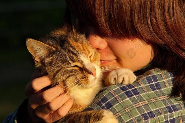吉 人 脸 动物 猫 宠物