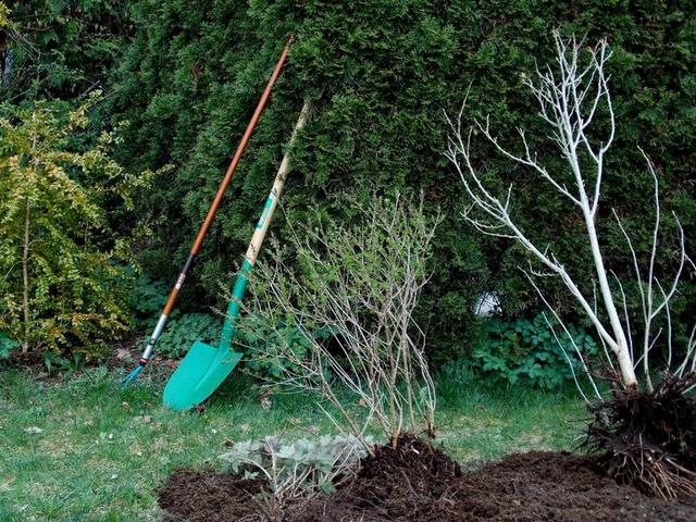 园艺 花园设计 植物  园林工具 计算 锹 园丁