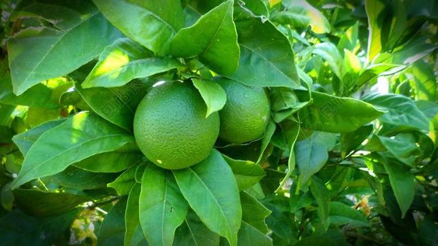 柠檬 树 酸橙 绿色 性质 植物 叶 花园 叶子