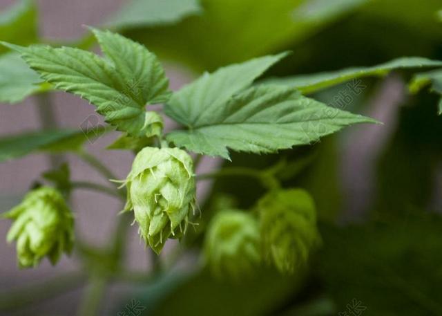 啤酒花 啤酒 芽 夏天 植物 自然 开花 盛开 花瓣 有机