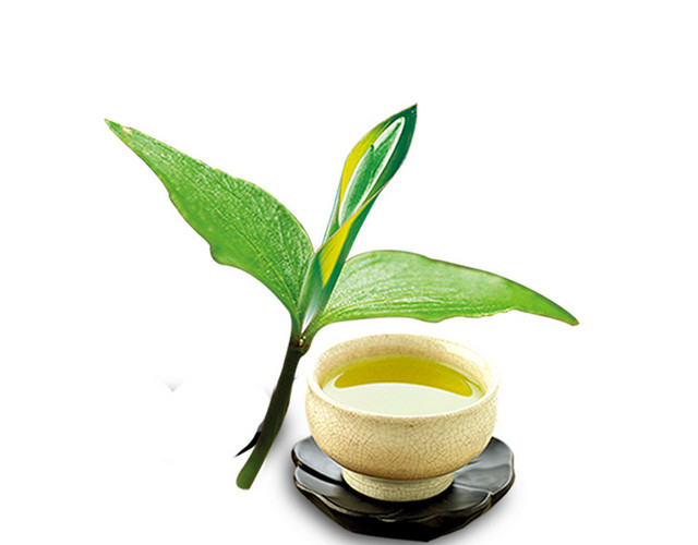 嫩叶中的茶叶带有茶水
