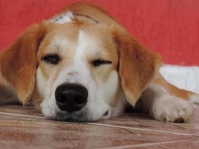 摄影可爱金毛猎犬单眼趴在地上背景图片