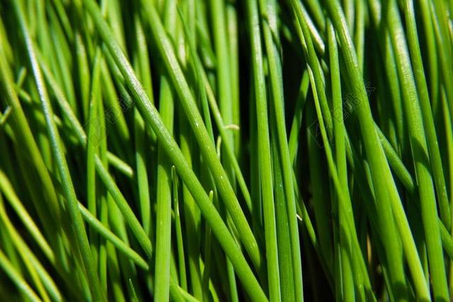 韭菜 绿色 食品 草 特写 自然 户外 花园 园艺 夏天