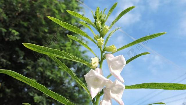 麻 芝麻花 白 花 春天