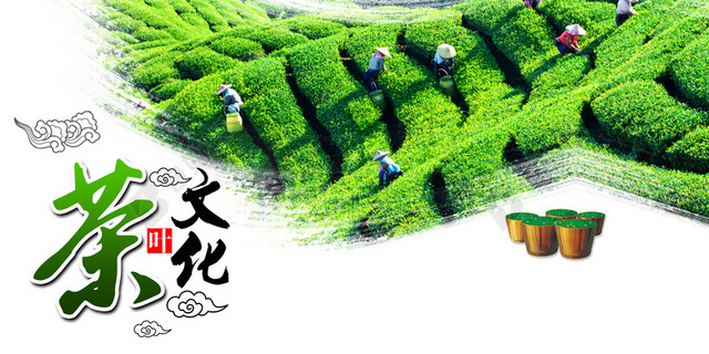 采茶的农民茶文化茶叶传统文化海报