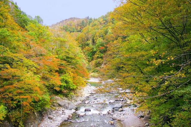 日本 秋季树叶 秋山乡 谷 秋季 长野县 新泻 自然 景观