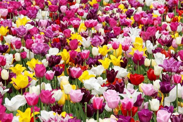 园林自然郁金香花园背景图片