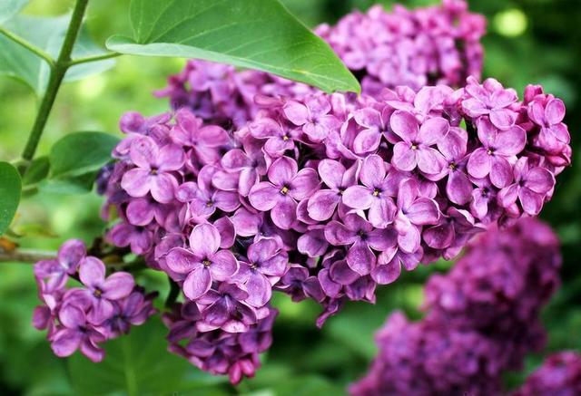 紫丁香 春天 夏季 厂 盛开 紫 紫丁香树 科 春天的预兆