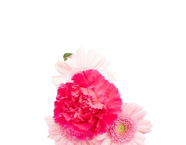 母亲节牡丹花卉花朵