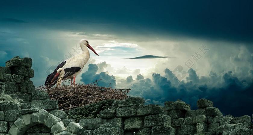 摄影自然站在废墟上的鹳背景图片