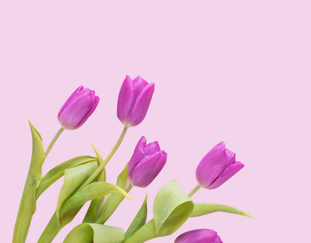 母亲节花卉花朵郁金香素材