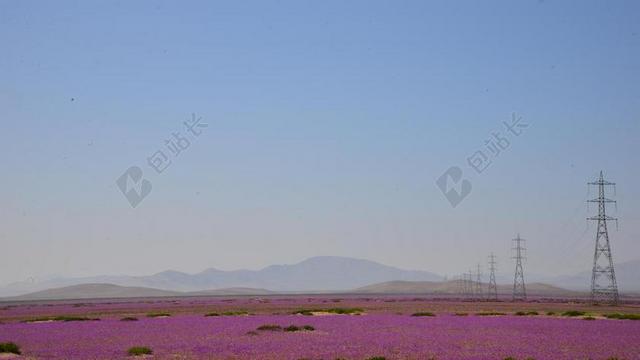 旅游清新开花沙漠背景图片