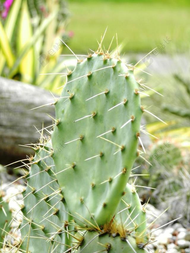 仙人掌 针 穗状花序 植物 干旱 绿色 叶子 性质 刺