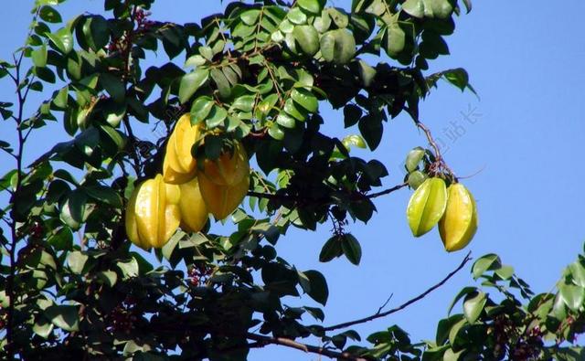 杨桃 STARFRUITS 树 出菇 植物 分支机构 绿色