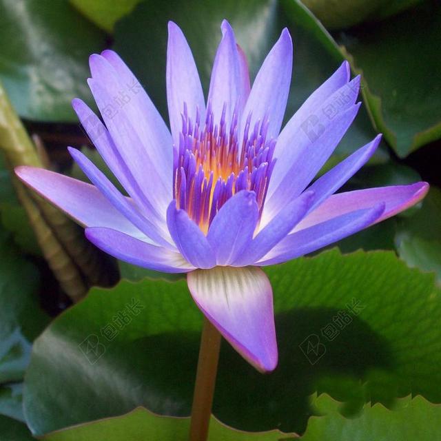 百合 水百合 紫色 花 水 花的 盛开 睡莲 开花 叶