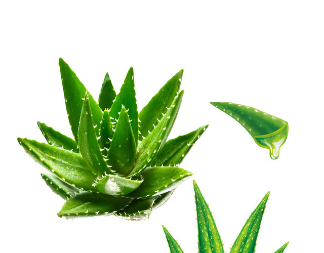 美容 护肤一颗新鲜的芦荟PNG素材