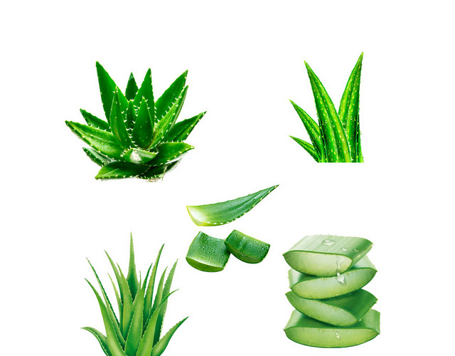 美容 护肤 清新闪光露珠芦荟PNG素材