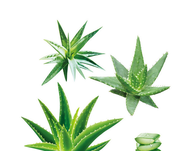 美容 护肤芦荟完整平面绿色变化伸展卡通花PNG素材