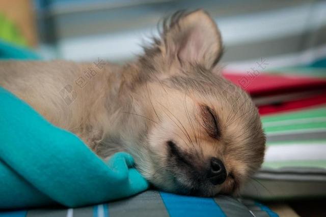 奇瓦瓦州 狗 小狗 婴儿 睡眠 CHIWAWA 年轻 可爱
