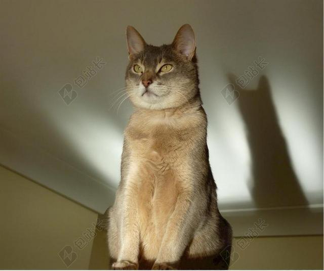 阿比西尼亚人 猫 猫的 埃及 祖拉 受欢迎 短毛猫 美国