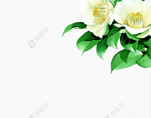 绿叶白花美容面膜护肤品海报背景