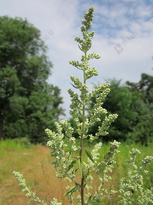 艾蒿 常见的艾草 重犯药草 菊花杂草 野生艾草 老亨利叔叔