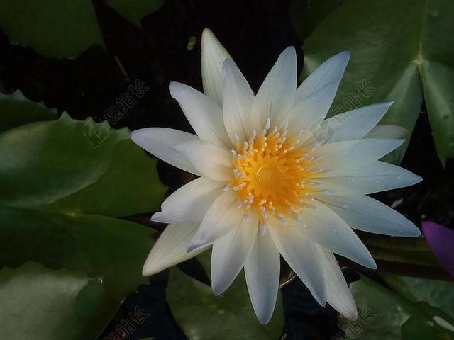 花园自然盛开的莲花背景图片