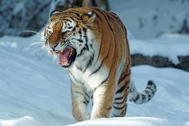 虎 AMURTIGER 捕食 猫 食肉动物 危险 西伯利亚 雪