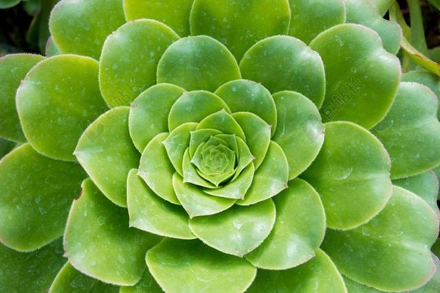 石莲 多肉植物 绿色