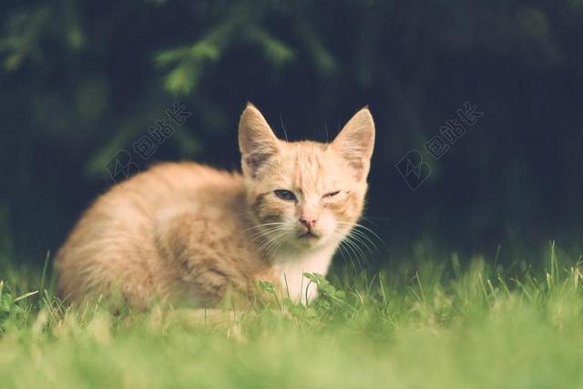 猫 眼 受伤 一只眼睛 村 疾病 酿酒 木 户外 动物