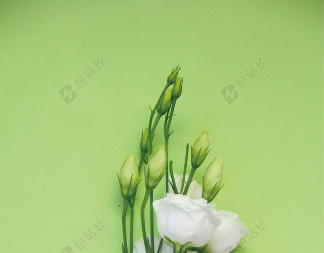 绿白花朵简约绿叶5月你好海报背景