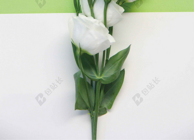 绿白花朵简约绿叶5月你好海报背景