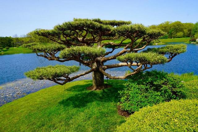 树 日本花园 景观 自然 植物园 和平 植物 湖 户外