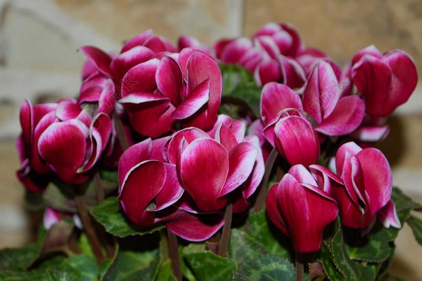 CYCLAME 仙客来 观赏植物 粉红色 房间仙客来 装饰 花盆