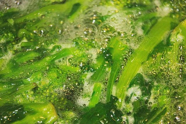 唯美植物上的雨露背景图片