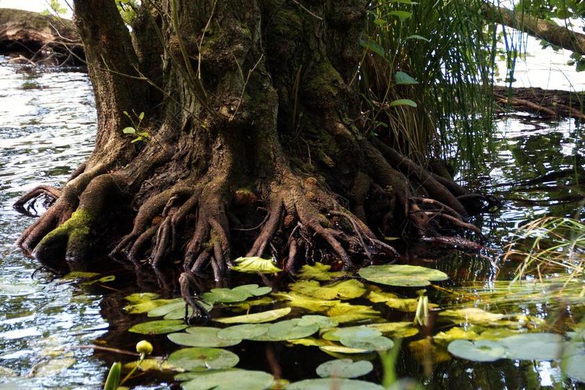根 树 泻湖 睡莲 树根 和平 静物 水根
