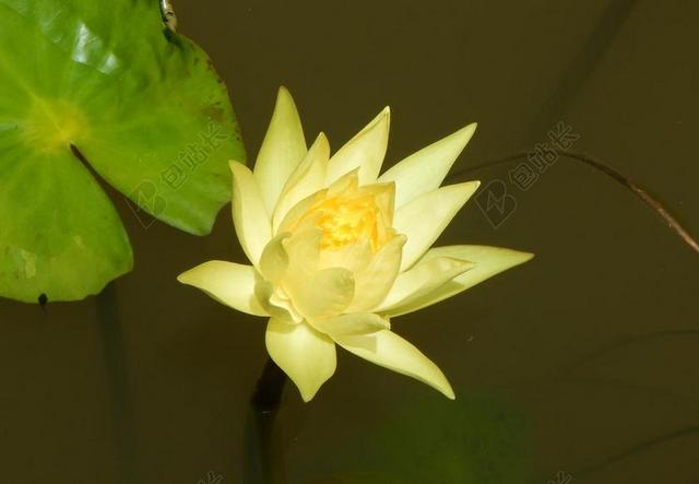摄影自然盛开的水百合背景图片