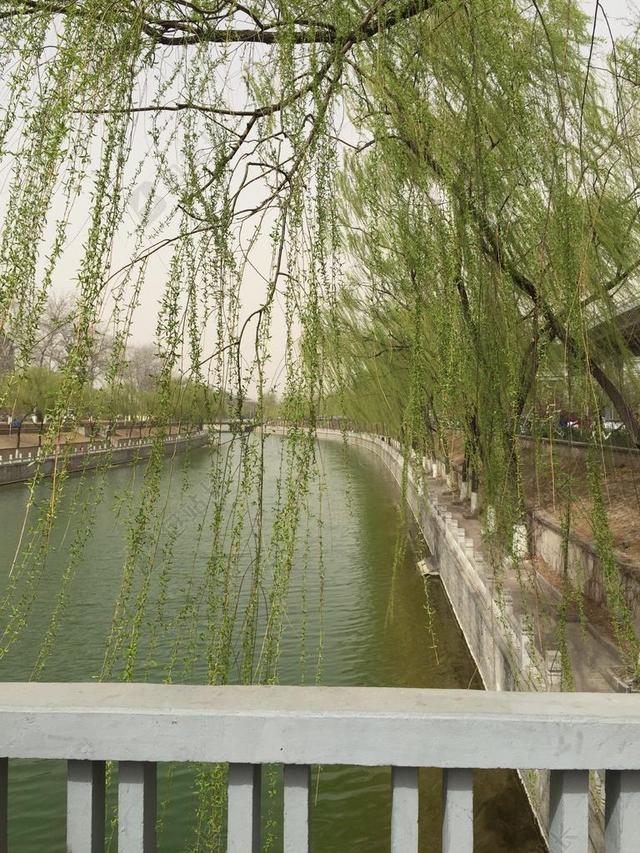 春天 绿色 柳树 流水