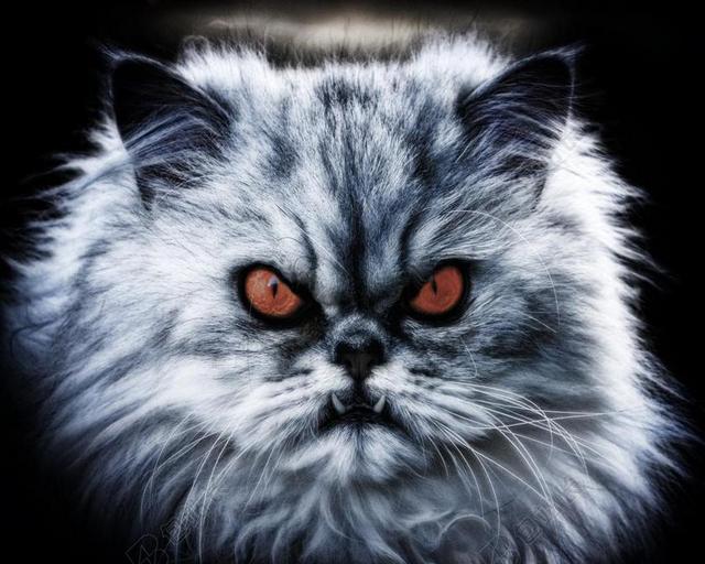 科幻邪恶的猫背景图片 包站长