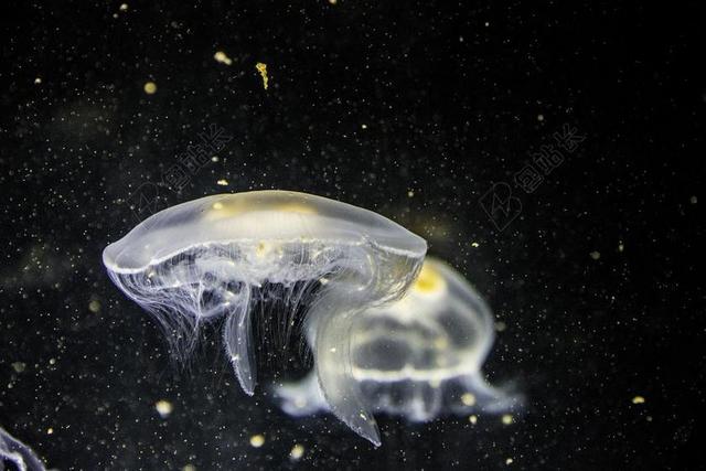 动物 特写 黑暗 鱼类 水母 触角 水下