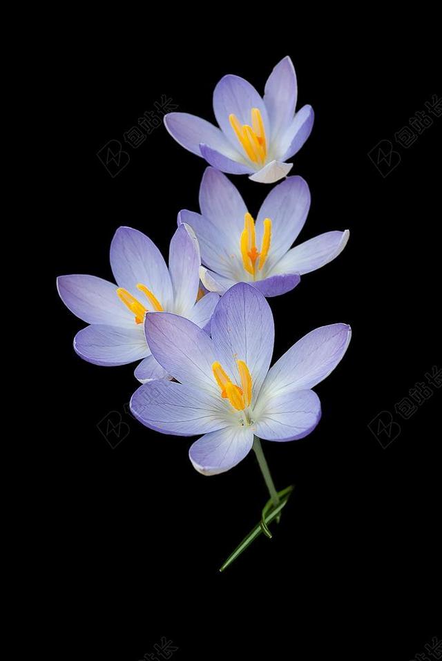 番红花 性质 背景 鲜花 春天 花卉
