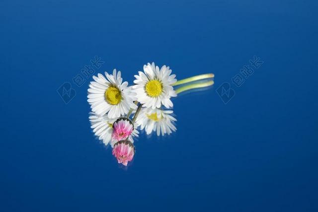 雏菊 花 鲜花 红色 粉红色 白